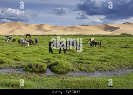 Chevaux mangeant de l'herbe en face de dunes de sable paysage naturel, désert de Gobi, Mongolie, Asie Banque D'Images