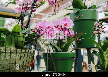 Un groupe d'orchidées roses dans des pots verts, placés sur des stands dans un magasin de plantes de jardin, des plantes en fleurs prêtes à la vente Banque D'Images