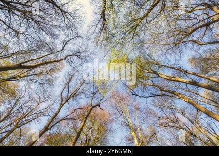 Vue sur le sommet des arbres verts dans la forêt printanière, vue de dessous Banque D'Images