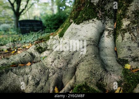 Vue au sol d'un tronc couvert de mousse avec des racines ramifiées et noueuses d'un vieux hêtre dans un ancien cimetière sur un fond flou Banque D'Images