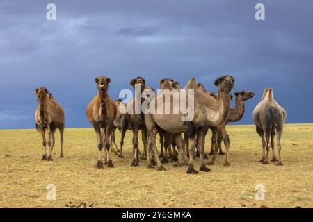 Groupe de chameaux dans la steppe sous les nuages de tempête ciel, Mongolie, Asie Banque D'Images