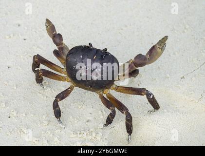 Crabe aux pinces soulevées prêt à l'attaque sur la plage de sable blanc Banque D'Images