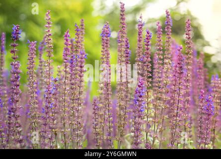 Vue rapprochée de la sauge steppe ou du nom latin Salvia Nemorosa plante dans la nature avec un foyer sélectif et un arrière-plan flou Banque D'Images