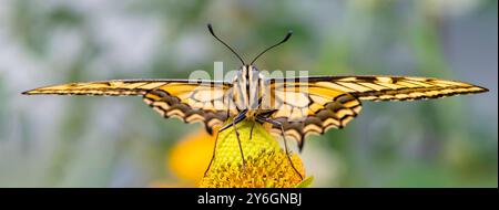 Macro de l'avant d'un papillon à queue d'araignée de l'Oregon (Papilio machaon oregonius) avec ailes déployées. Banque D'Images