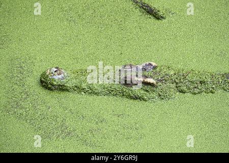 Tête de crocodile flottant dans le lac parmi la boue verte Banque D'Images