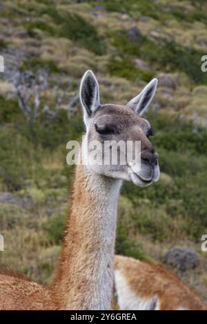 Nourriture, espèce de lama de Guanaco en Patagonie chiéenne dans le parc national Torres del Paine Banque D'Images