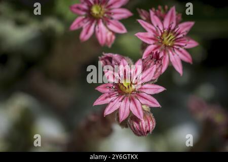 Gros plan de Sempervivum en fleurs, communément appelé houseleek Banque D'Images