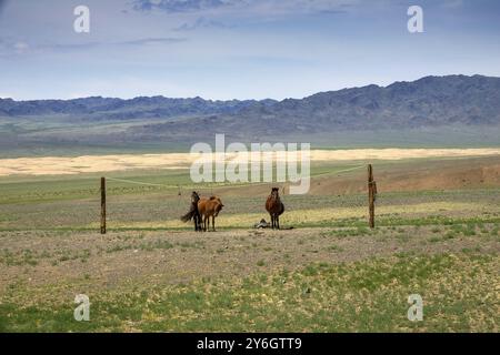 Chevaux mongols attachés sur un porte-corde dans le désert de Gobi, Mongolie, Asie Banque D'Images