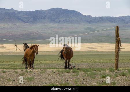 Chevaux mongols attachés sur un porte-corde dans le désert de Gobi, Mongolie, Asie Banque D'Images