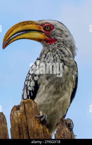 Charme du sud à bec jaune, gros plan avec tête et bec, assis sur un poteau en bois. Animaux sauvages Banque D'Images