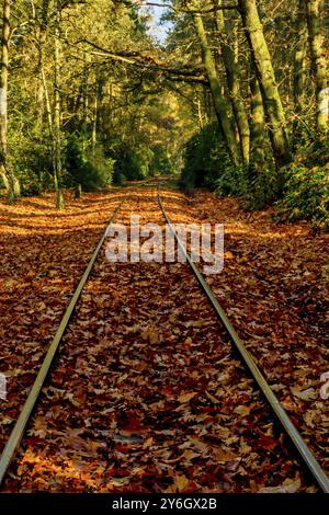 Voie ferrée couverte de feuilles d'automne à travers la forêt. Nature en fal Banque D'Images