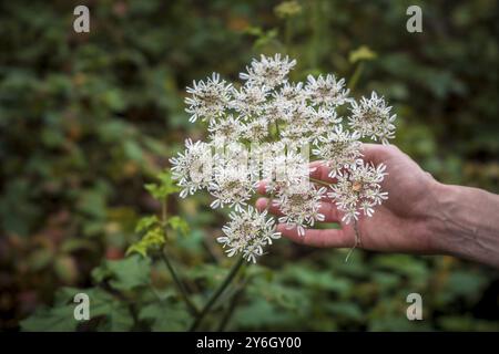 Main tenant Hogweed, également connu sous le nom de panais de vache ou nom latin Heracleum sphondylium sur fond vert flou Banque D'Images