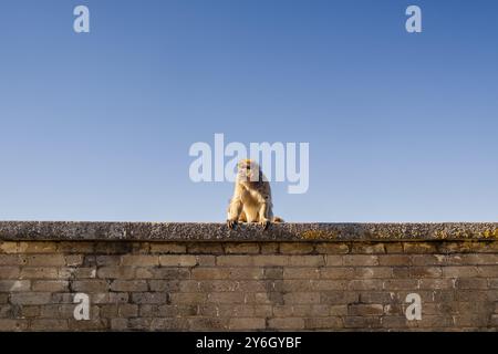 Belle vue de paysage de singe depuis Gibraltar Skywalk dans le sud de l'Espagne, Royaume-Uni Banque D'Images