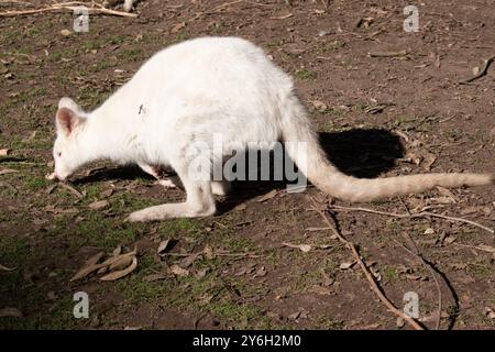 Le wallaby albinos est tout blanc avec un nez et des oreilles roses Banque D'Images