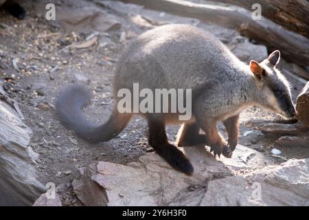 Le rocher wallaby à queue brisée méridionale a une longue queue sombre caractéristique qui est plus ardue vers la pointe. Banque D'Images