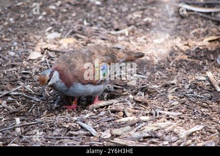 Le Bronzewing commun est un brun olive foncé au-dessus avec une nuque de châtaigne riche et des taches brillantes sur les épaules,. Banque D'Images