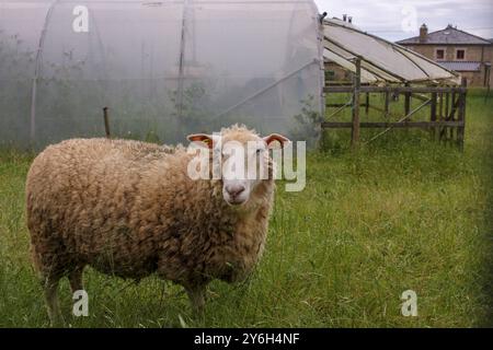 un mouton prêt à paître dans un pré près d'une serre Banque D'Images