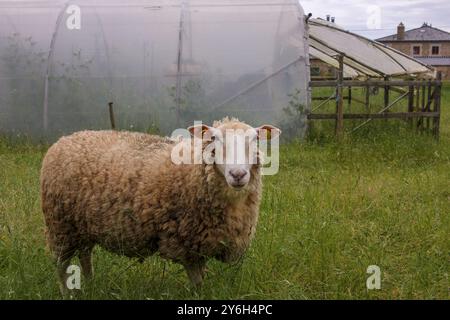 un mouton dans un champ vert prêt à paître Banque D'Images