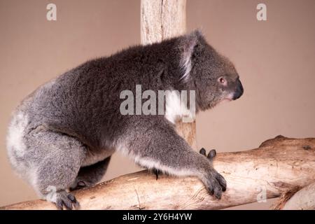 Le Koala a une grande tête ronde, de grandes oreilles de fourrure et un gros nez noir. Leur fourrure est habituellement de couleur gris-brun avec la fourrure blanche sur la poitrine, les bras intérieurs, Banque D'Images