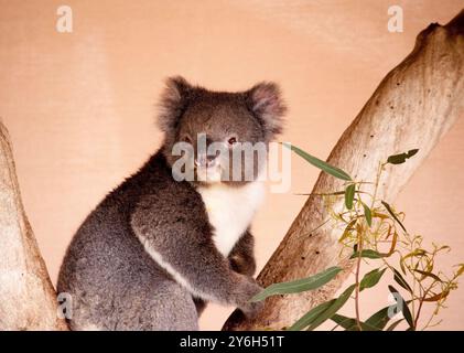 Le Koala a une grande tête ronde, de grandes oreilles de fourrure et un gros nez noir. Leur fourrure est habituellement de couleur gris-brun avec la fourrure blanche sur la poitrine, les bras intérieurs, Banque D'Images