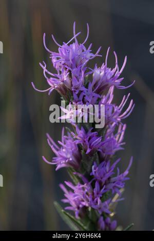 Fleur d'étoile flamboyante pointillée (Liatris punctata). Banque D'Images