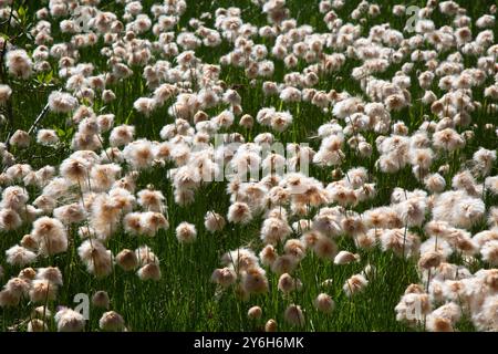 Coton roux (Eriophorum chamissonis) dans les montagnes Little Belts. Les graines de leurs fruits cotonneux seront dispersées par le vent. Banque D'Images