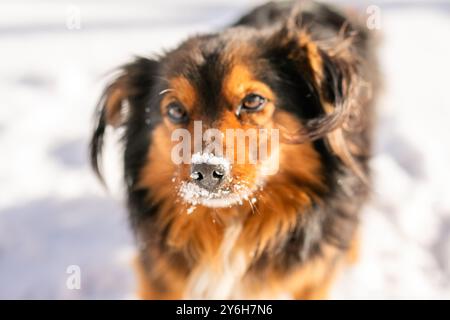 Un chien errant noir et brun moelleux aux oreilles floues se promène dans la rue par temps froid hivernal. Banque D'Images