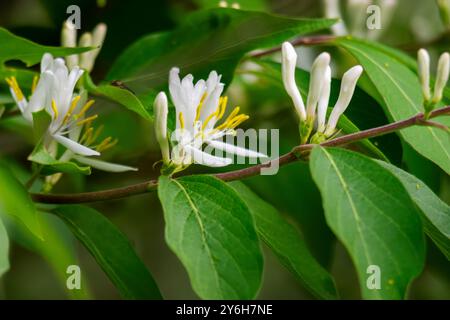 Une branche de chèvrefeuille du matin fleurit un jour de mai dans le Wisconsin. Considéré comme une espèce envahissante. Banque D'Images