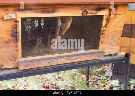 Ruche avec nid d'abeille visible sur cadre en bois dans l'environnement de jardin. Banque D'Images