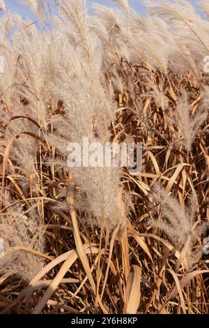 Golden Autumn Amur Silvergrass champ d'herbe se balançant dans le vent sous le ciel bleu Banque D'Images