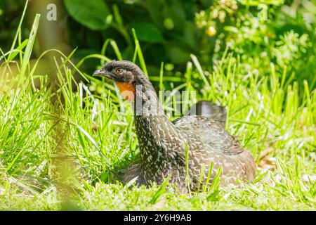 guan (Penelope obscura) à pattes sombres couché dans l'herbe. Banque D'Images