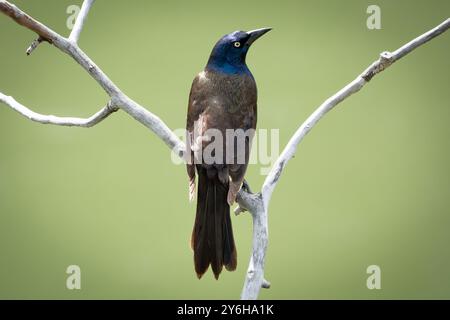 Un grackle perché sur une branche et le refuge d'oiseaux d'Inglewood à Calgary, Alberta, Canada. Banque D'Images