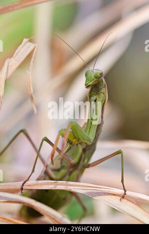 Photo macro d'une mante priante rampant autour des plantes dans un jardin du nord de l'Idaho. Banque D'Images