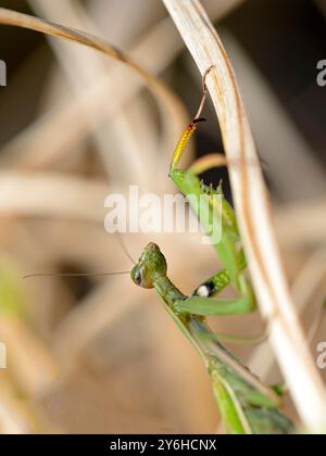 Photo macro d'une mante priante rampant autour des plantes dans un jardin du nord de l'Idaho. Banque D'Images