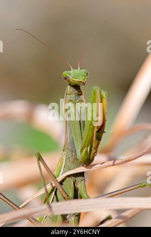 Photo macro d'une mante priante rampant autour des plantes dans un jardin du nord de l'Idaho. Banque D'Images