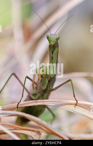 Photo macro d'une mante priante rampant autour des plantes dans un jardin du nord de l'Idaho. Banque D'Images