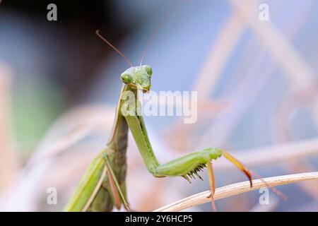 Photo macro d'une mante priante rampant autour des plantes dans un jardin du nord de l'Idaho. Banque D'Images