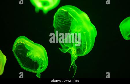 Gelées de lune translucides (Aurelia aurita) sous une lumière colorée à l'aquarium de Géorgie dans le centre-ville d'Atlanta, Géorgie. (ÉTATS-UNIS) Banque D'Images