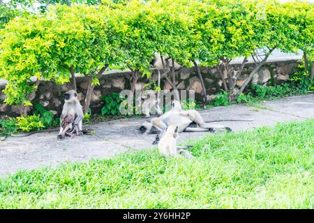 Famille de singes langur gris se relaxant et jouant dans un parc en inde Banque D'Images