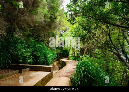 Entouré de vert : route de randonnée fraîche et sinueuse le long de la Levada Folhadal, Madère. Banque D'Images