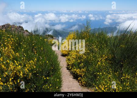 Sentier près du sommet du Pico do Arieiro à Madère mène à travers un spectacle éblouissant de fleurs de balai jaunes et de nuages légers pour des vues sur la côte nord et Atlanti Banque D'Images