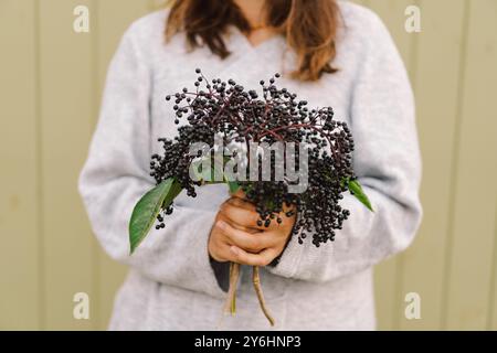 La femme tient dans les mains des grappes de fruits de sureau noir Banque D'Images