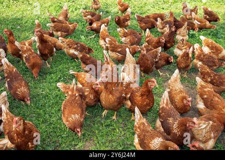 Poulets élevés en liberté dans un troupeau se nourrissant sur une herbe verte luxuriante, profitant de l'environnement naturel, concept d'élevage de volaille Banque D'Images