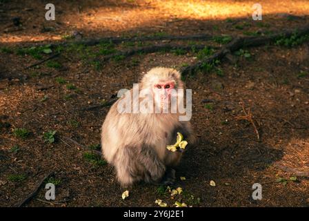 Singe dans la forêt, assis sur le sol, manger des bananes, scène de la nature, concept de photographie de la faune Banque D'Images