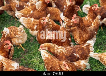 Poulets bruns fermiers en plein air, plumes, groupe, oiseaux de ferme, vie biologique, rural, vie agricole, concept de volaille Banque D'Images