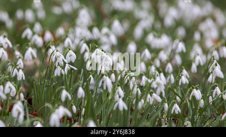 Gouttes de neige [ Galanthus sp ] poussant à l'état sauvage dans les bois Banque D'Images