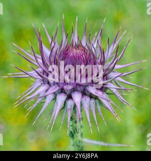 Un bourgeon de chardon piquant Chardon saint ou le chardon de lait, (Silybum marianum), Side, Turquie. Banque D'Images