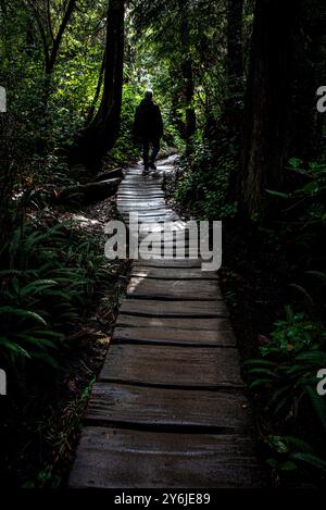 Maka Reservation, Washington, États-Unis. 25 septembre 2024. Karl Georgi, de Poulsbo, Washington, parcourt le sentier Cape Flattery. Cape Flattery est le point le plus au nord-ouest des États-Unis contigus. C'est dans le comté de Clallam, dans l'État de Washington, sur la péninsule olympique, que le détroit de Juan de Fuca rejoint l'océan Pacifique. Elle fait également partie de la réserve Makah et constitue la limite nord du sanctuaire marin national Olympic Coast. (Crédit image : © Bruce Chambers/ZUMA Press Wire) USAGE ÉDITORIAL SEULEMENT! Non destiné à UN USAGE commercial ! Banque D'Images