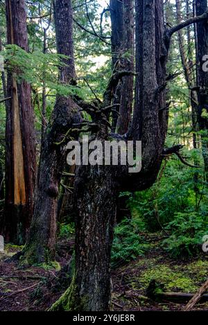 Maka Reservation, Washington, États-Unis. 25 septembre 2024. Il y a beaucoup de beauté naturelle sur le sentier Cape Flattery. Cape Flattery est le point le plus au nord-ouest des États-Unis contigus. C'est dans le comté de Clallam, dans l'État de Washington, sur la péninsule olympique, que le détroit de Juan de Fuca rejoint l'océan Pacifique. Elle fait également partie de la réserve Makah et constitue la limite nord du sanctuaire marin national Olympic Coast. (Crédit image : © Bruce Chambers/ZUMA Press Wire) USAGE ÉDITORIAL SEULEMENT! Non destiné à UN USAGE commercial ! Banque D'Images