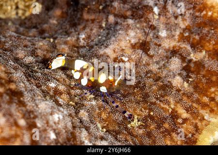 Indonésie, Raja Ampat, crevettes anémone en verre (Periclimenes brevicarpalis) Banque D'Images